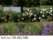 Close-up of blooming peonies. Flowers and buds of peonies in the spring garden. Green natural background. A blooming garden. Beautiful side. Стоковое фото, фотограф Photojuli / Фотобанк Лори