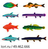 Jack Dempsey and cichlid fish set. Marine and ocean dwellers with spots on body, gills and vents. Limbless animals isolated on vector illustration. Jack Dempsey and Cichlid Set Vector Illustration. Стоковая иллюстрация, агентство Ingram Publishing / Фотобанк Лори