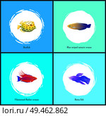 Boxfish and betta fish posters set. Filamented flasher and blue striped tamarin wrasse. Exotic species with own color and pattern vector illustration. Boxfish and Betta Fish Posters Vector Illustration. Стоковая иллюстрация, агентство Ingram Publishing / Фотобанк Лори