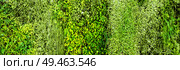 Green various creeper fern and lush plant on wall. Nature and environment concept. Стоковое фото, агентство Ingram Publishing / Фотобанк Лори