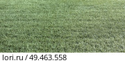 The dry green grass and the dry grass summer fields straw. Стоковое фото, агентство Ingram Publishing / Фотобанк Лори