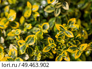 The background image is green. Natural, environmentally friendly natural background. The texture of the green leaves of the shrub beresklet (Euonimus). Стоковое фото, фотограф Photojuli / Фотобанк Лори