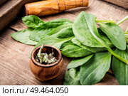 Leaf of greater plantain.Healing herbs.Plantago lanceolata. Family Plantaginaceae. Plantain-valuable medicinal plants. Стоковое фото, агентство Ingram Publishing / Фотобанк Лори