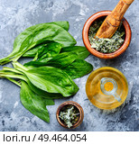 Leaf of greater plantain.Healing herbs.Medicinal herbs on table. Plantain-valuable medicinal plants. Стоковое фото, агентство Ingram Publishing / Фотобанк Лори