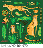 Wild exotic cats, tropical plants and ethnic patterns set. Cheetahs and their cub. Vector illustration of cartoon style.. Wild exotic cats, tropical plants and ethnic patterns set. Cheetahs and their cub. Vector illustration of cartoon style. Стоковая иллюстрация, агентство Ingram Publishing / Фотобанк Лори