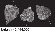 Set of white gray skeletons leaves on a black background. Fallen foliage for autumn designs. Natural leaf aspen and birch. Vector illustration.. Set of white gray skeletons leaves on a black background. Fallen foliage for autumn designs. Natural leaf aspen and birch. Vector illustration. Стоковая иллюстрация, агентство Ingram Publishing / Фотобанк Лори