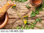 Medicinal plant dandelion or Taraxacum officinale.Dandelion leaves.Healing herbs on wooden table. Dandelion plant on table. Стоковое фото, агентство Ingram Publishing / Фотобанк Лори