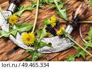 Natural medicine and herbs.Taraxacum officinale.Dandelion leaves.Herbal medicine. Fresh dandelion greens. Стоковое фото, агентство Ingram Publishing / Фотобанк Лори