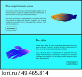 Betta fish and blue striped tamarin wrasse with unique pattern and fins. Sealife species of seas and oceans, Diverse fauna set vector illustration. Betta Fish Blue Tamarin Set Vector Illustration. Стоковая иллюстрация, агентство Ingram Publishing / Фотобанк Лори