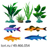 Aquarium fish and decorative algae with stone colorful icon set. Yellow and orange camouflage, blue striped and purple with spotted dorsal fin fishery. Aquarium Fish and Decorative Algae Color Poster. Стоковая иллюстрация, агентство Ingram Publishing / Фотобанк Лори
