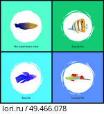 Blue striped tamarin wrasse and betta fish posters set. Butterfly and swordtail marine dwellers colorful species with stripes fins vector illustration. Blue Striped Tamarin and Betta Vector Illustration. Стоковая иллюстрация, агентство Ingram Publishing / Фотобанк Лори