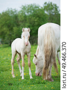 pony cream foal with mom in green grass meadow. Стоковое фото, агентство Ingram Publishing / Фотобанк Лори