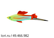 Colorful swordtail fish color vector illustration, underwater dweller with long appendix, set of flexible flippers and camouflage stripes on body. Colorful Swordtail Fish Color Vector Illustration. Стоковая иллюстрация, агентство Ingram Publishing / Фотобанк Лори