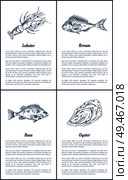 Lobster and bream bass fish posters set. Marine life ingredients of luxury dishes. Oysters crustacean animal seafood in sketches vector illustration. Lobster and Bream Bass Set Vector Illustration. Стоковая иллюстрация, агентство Ingram Publishing / Фотобанк Лори
