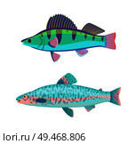 Jack Dempsey blue marine fish set. Creature with dark lines and spots on back zebra type. Limbless animal with gills isolated on vector illustration. Jack Dempsey Marine Fish Set Vector Illustration. Стоковая иллюстрация, агентство Ingram Publishing / Фотобанк Лори