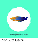 Aquarium blue striped tamarin wrasse poster with cutline. Marine creature color cartoon flat vector illustration in centre of white bubble spot.. Blue Striped Tamarin Wrasse Illustration Poster. Стоковая иллюстрация, агентство Ingram Publishing / Фотобанк Лори