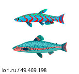 Jack Dempsey fish marine and tropical fauna set. Blue gill-bearing aquatic craniate animal without limbs with digits isolated on vector illustration. Jack Dempsey Fish Fauna Set Vector Illustration. Стоковая иллюстрация, агентство Ingram Publishing / Фотобанк Лори