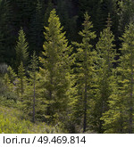 Pine trees in forest, David Thompson Highway, Clearwater County, Alberta, Canada. Стоковое фото, агентство Ingram Publishing / Фотобанк Лори