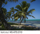 Palm trees swaying on the beach, Half Moon Caye, Lighthouse Reef Atoll, Belize. Стоковое фото, агентство Ingram Publishing / Фотобанк Лори