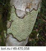 Lichen formation tree trunk, Chaa Creek Road, Chaa Creek Nature Reserve, San Ignacio, Belize. Стоковое фото, агентство Ingram Publishing / Фотобанк Лори