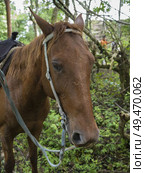 Close-up of horse, Chaa Creek Road, Chaa Creek Nature Reserve, San Ignacio, Belize. Стоковое фото, агентство Ingram Publishing / Фотобанк Лори
