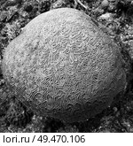 Details of brain coral underwater, Three Amigos, Turneffe Atoll, Belize Barrier Reef, Belize. Стоковое фото, агентство Ingram Publishing / Фотобанк Лори