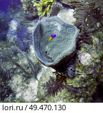 Fish with corals underwater, Tarpon Cays, Belize Barrier Reef, Lighthouse Reef, Belize. Стоковое фото, агентство Ingram Publishing / Фотобанк Лори