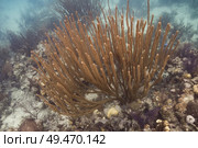 Corals underwater, Turneffe Atoll, Belize Barrier Reef, Belize. Стоковое фото, агентство Ingram Publishing / Фотобанк Лори