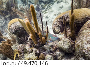 Fish and corals underwater, Turneffe Atoll, Belize Barrier Reef, Belize. Стоковое фото, агентство Ingram Publishing / Фотобанк Лори