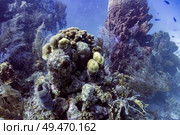 Coral reef underwater, Tarpon Cayes, Belize Barrier Reef, Lighthouse Reef, Belize. Стоковое фото, агентство Ingram Publishing / Фотобанк Лори