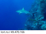 Grey Reef Shark (Carcharhinus amblyrhynchos) underwater, Tarpon Cayes, Belize Barrier Reef, Lighthouse Reef, Belize. Стоковое фото, агентство Ingram Publishing / Фотобанк Лори