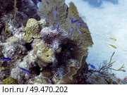 Coral reefs underwater, Tarpon Cayes, Belize Barrier Reef, Lighthouse Reef, Belize. Стоковое фото, агентство Ingram Publishing / Фотобанк Лори