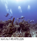 Scuba divers underwater near coral reef, Belize. Стоковое фото, агентство Ingram Publishing / Фотобанк Лори