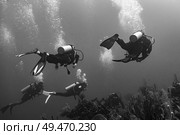 Scuba divers underwater around coral reefs, Three Amigos, Turneffe Atoll, Belize Barrier Reef, Belize. Стоковое фото, агентство Ingram Publishing / Фотобанк Лори