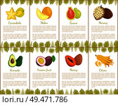 Carambola and watermelon set with poster and leaves decoration vector. passion fruit, citron and avocado, healthy product, marang and sweet guava. Carambola and Watermelon Citron Passion Set Vector. Стоковая иллюстрация, агентство Ingram Publishing / Фотобанк Лори