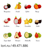 Mangosteen and pomelo, lychee and mango set exotic tropical fruits vector. Succulent carambola sliced star. Rambutan and pitaya chompoo, sugar apple. Mangosteen and Pomelo Lychee Mango Set Vector. Стоковая иллюстрация, агентство Ingram Publishing / Фотобанк Лори