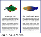 Green tiger barb and blue striped tamarin fishes isolated on white background ocean citizen with flexible paddles and sparkling multicolored skin. Green Tiger Barb and Blue Striped Tamarin Fishes. Стоковая иллюстрация, агентство Ingram Publishing / Фотобанк Лори