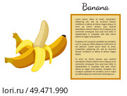Banana exotic juicy ripe yellow fruit whole and cut, vector poster frame for text. Tropical edible food, dieting piled palm tree veggies, sweet dessert. Banana Exotic Juicy Ripe Yellow Fruit Berry Poster. Стоковая иллюстрация, агентство Ingram Publishing / Фотобанк Лори