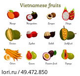 Vietnamese tropical fruits set vector. Mango mangosteen, lychee, guava, salak and papaya. Jackfruit and citron, Healthy durian exotic food with names. Vietnamese Tropical Fruits Set Vector Illustration. Стоковая иллюстрация, агентство Ingram Publishing / Фотобанк Лори