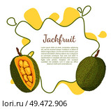Jackfruit poster with frame and place for text. Exotic juicy stone fruit vector isolated. Jack tree, fenne, jakfruit or jak. Fig, mulberry, and breadfruit. Jackfruit Exotic Juicy Stone Fruit Vector Isolated. Стоковая иллюстрация, агентство Ingram Publishing / Фотобанк Лори
