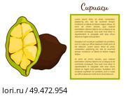 Cupuacu exotic cupuassu, cupuazu and copoasu, tropical rainforest fruit whole and cut. Cacao dieting vegetarian food vector poster frame and text.. Cupuacu Exotic Cupuassu Cupuazu and Copoasu Poster. Стоковая иллюстрация, агентство Ingram Publishing / Фотобанк Лори