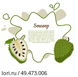 Soursop whole and cut fruit in abstract frame for text vector poster isolated on white vector. Annona montana edible medicinal plant in Annonaceae family. Soursop Whole and Cut Fruit in Abstract Frame Text. Стоковая иллюстрация, агентство Ingram Publishing / Фотобанк Лори