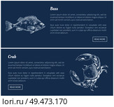 Bass fish and crab posters set with headlines. Marine dwellers sketches outline. Shellfish raw unprepared ingredients delicacy vector illustration. Bass Fish and Crab Posters Set Vector Illustration. Стоковая иллюстрация, агентство Ingram Publishing / Фотобанк Лори