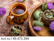 Medicinal plant thistle.Pink thorny thistle flower.Silybum marianum.Herbal tea. Milk thistle with flowers. Стоковое фото, агентство Ingram Publishing / Фотобанк Лори
