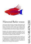 Filamented flasher wrasse fish on white background, vector illustration of exceptional marine occupant with curved appendages on fins, text sample. Filamented Flasher Wrasse Fish on White Background. Стоковая иллюстрация, агентство Ingram Publishing / Фотобанк Лори
