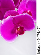 Beautiful Pink phalaenopsis Orchid Flower around white background. close up. Стоковое фото, агентство Ingram Publishing / Фотобанк Лори