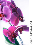 Beautiful purple phalaenopsis Orchid Flower around white background. close up. Стоковое фото, агентство Ingram Publishing / Фотобанк Лори