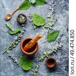 Medicinal herb Salvia officinalis.Fresh sage herb.Clary sage. Fresh leaves of sage. Стоковое фото, агентство Ingram Publishing / Фотобанк Лори
