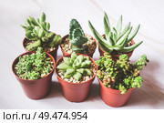 Beautiful and green succulent plants                               . Стоковое фото, агентство Ingram Publishing / Фотобанк Лори