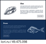Clam and bream fish posters set with headline outline sketches of marine animals. Food ingredients and unprepared meal elements vector illustration. Clam Bream Fish Posters Set Vector Illustration. Стоковая иллюстрация, агентство Ingram Publishing / Фотобанк Лори